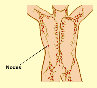 Appendix A: The Lymphatic System | Engineering360