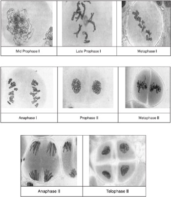whitefish blastula mitosis stages. PAGE 287 The Stages of Meiosis