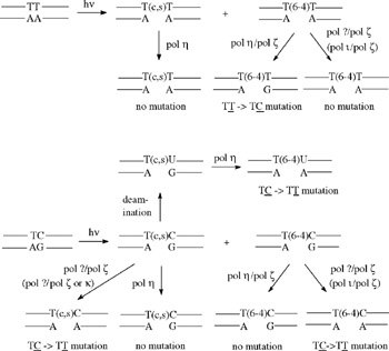 5.9: UV-induced mutagenesis in yeast | GlobalSpec