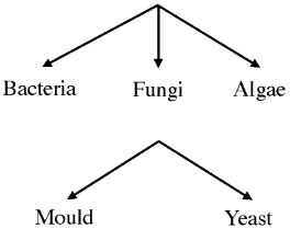 Chapter 2: The Need for Biocides in Plastics and Basic Microbiology ...